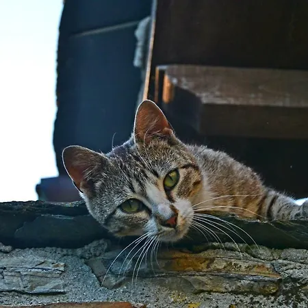 דירה Rurales Ron