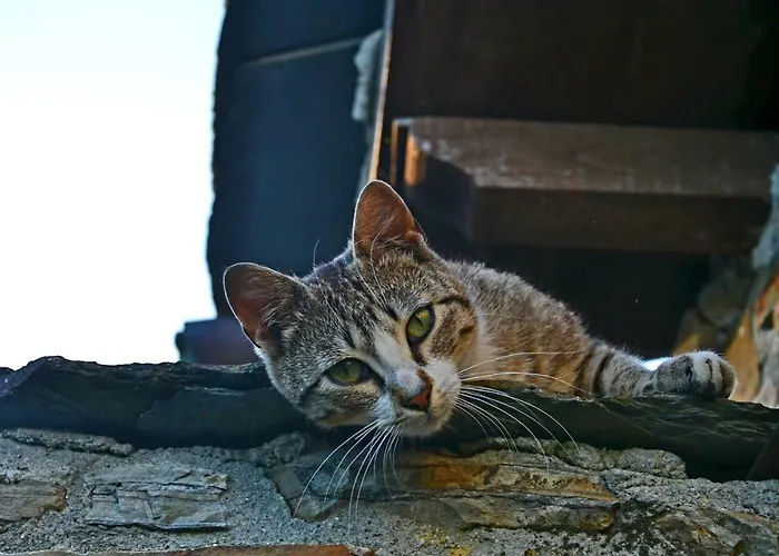 Apartamento Rurales Ron